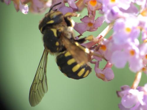 Réf. 262 451 : Anthidium florentinum